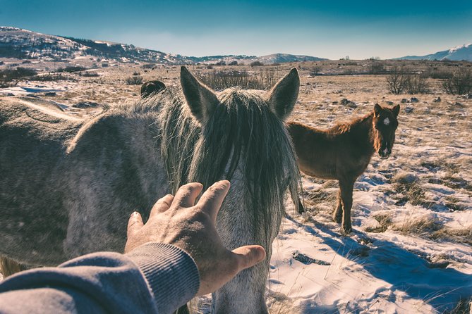 Horseback riding